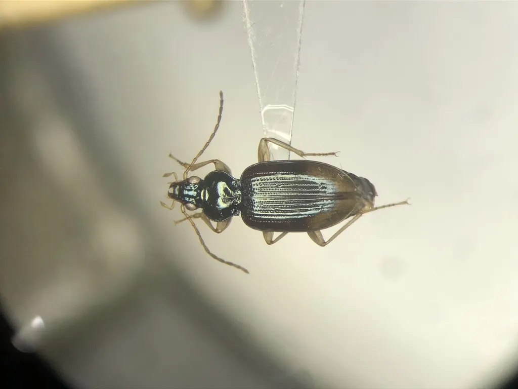 Bembidion postremum - photo 2