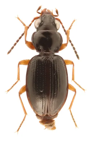 Bembidion praticola - Bembidion praticola
