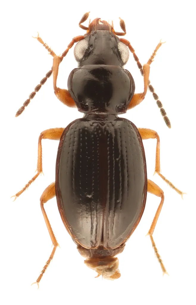 Bembidion praticola - photo 2