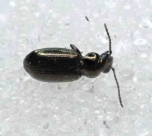 Bembidion properans - photo 2