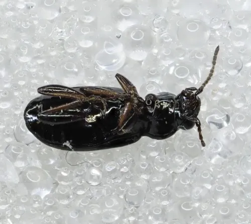 Bembidion properans - photo 3
