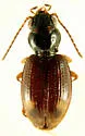 Pseudocautum Bembidion Beetle - Bembidion pseudocautum