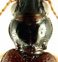Pseudocautum Bembidion Beetle - photo 2