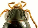 Pseudocautum Bembidion Beetle - photo 3