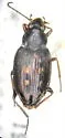 Bembidion punctatostriatum - Bembidion punctatostriatum