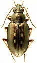 Bembidion punctatostriatum - photo 2