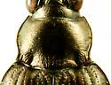 Bembidion punctatostriatum - photo 3