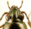 Bembidion punctatostriatum - photo 4