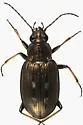 Bembidion punctatostriatum - photo 5