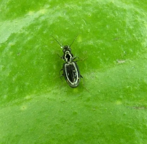 Bembidion punctulatum - photo 2