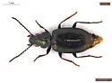 Bembidion quadrifoveolatum - photo 2