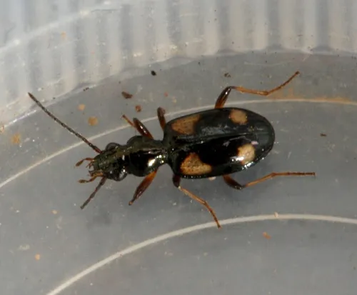 Bembidion quadrimaculatum