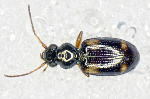 Bembidion quadrimaculatum - photo 2