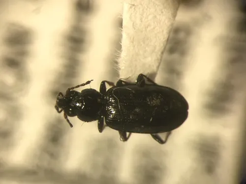 Bembidion quadrulum - photo 2