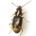 Bembidion rapidum - Bembidion rapidum