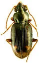 Bembidion rapidum - photo 2