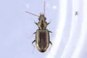 Bembidion rapidum - photo 3