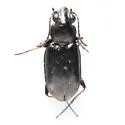 Bembidion rapidum - photo 4