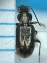 Bembidion rapidum - photo 5
