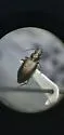 Bembidion recticolle - Bembidion recticolle