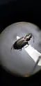 Bembidion recticolle - photo 2