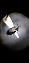 Bembidion recticolle - photo 3