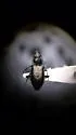 Bembidion recticolle - photo 4