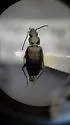 Bembidion recticolle - photo 5