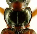 Bembidion rolandi - photo 2