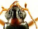 Bembidion rolandi - photo 3