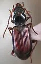 Bembidion rolandi - photo 4