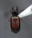 Bembidion rolandi - photo 5