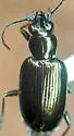 Bembidion rothfelsi - Bembidion rothfelsi