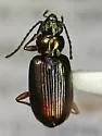 Bembidion rufotinctum - Bembidion rufotinctum
