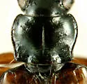 Bembidion rusticum - photo 2