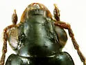 Bembidion rusticum - photo 3