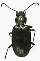 Bembidion rusticum - photo 4