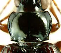 Bembidion salebratum - photo 2