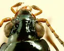Bembidion salebratum - photo 3