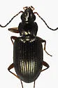 Bembidion salebratum - photo 4