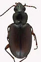 Bembidion salebratum - photo 5