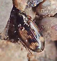 Bembidion salinarium - Bembidion salinarium