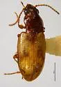 Bembidion salinarium - photo 2
