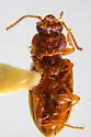 Bembidion salinarium - photo 3