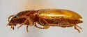 Bembidion salinarium - photo 4