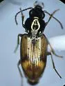 Bembidion salinarium - photo 5
