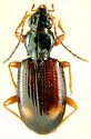 Bembidion scopulinum