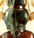 Bembidion scopulinum - photo 2
