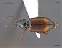 Bembidion scopulinum - photo 3