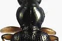 Bembidion scopulinum - photo 4